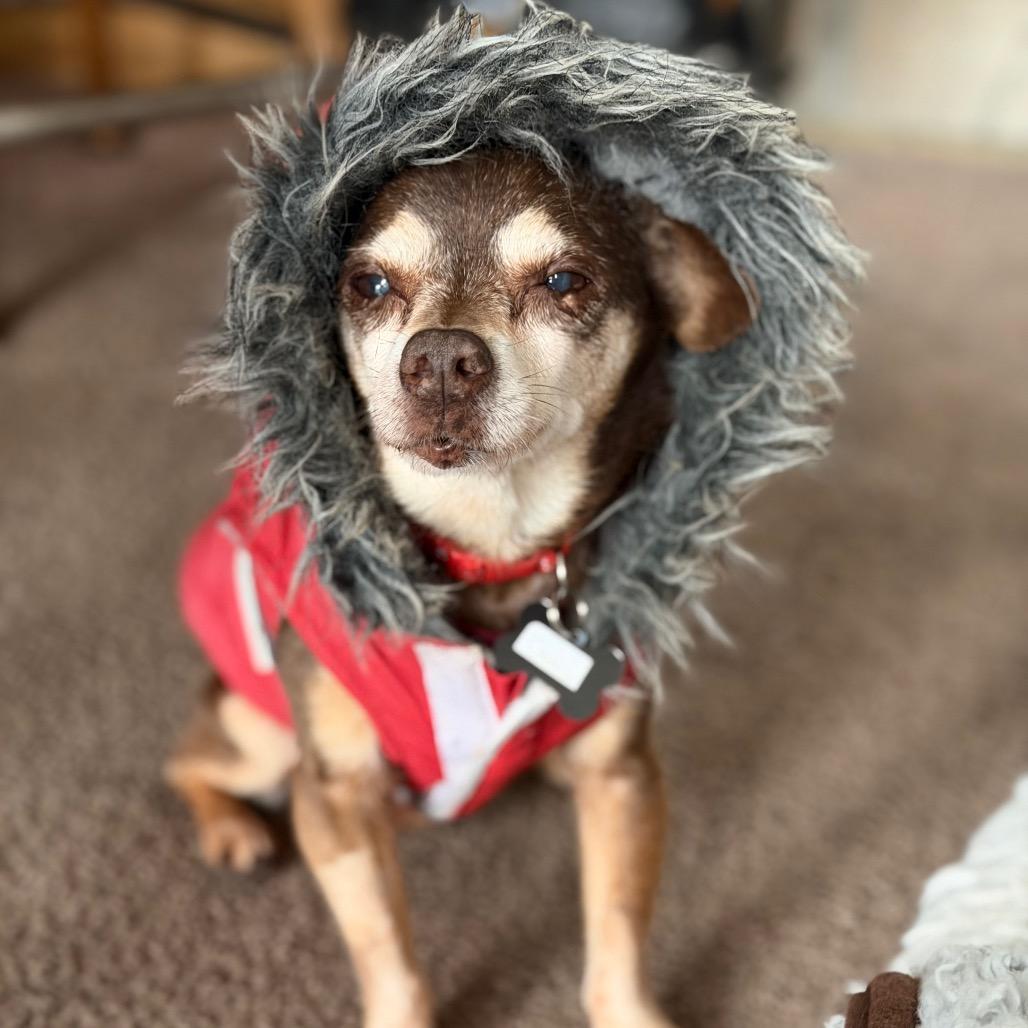Enlarge Oxalis 14080, a Adoptable Chihuahua in San Francisco, CA image 1/6