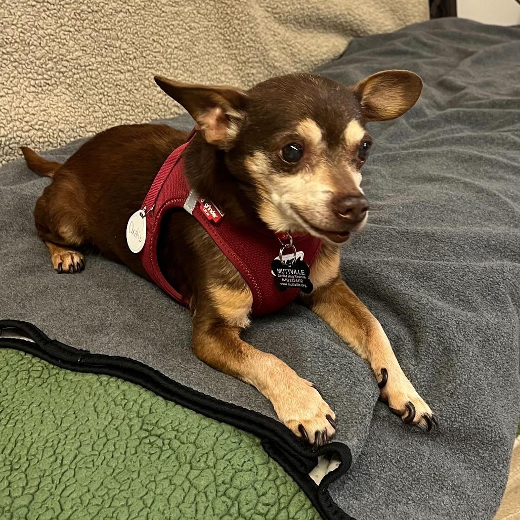 Enlarge Oxalis 14080, a Adoptable Chihuahua in San Francisco, CA image 1/6