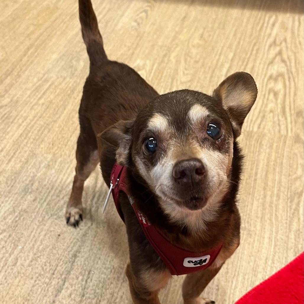 Enlarge Oxalis 14080, a Adoptable Chihuahua in San Francisco, CA image 2/6