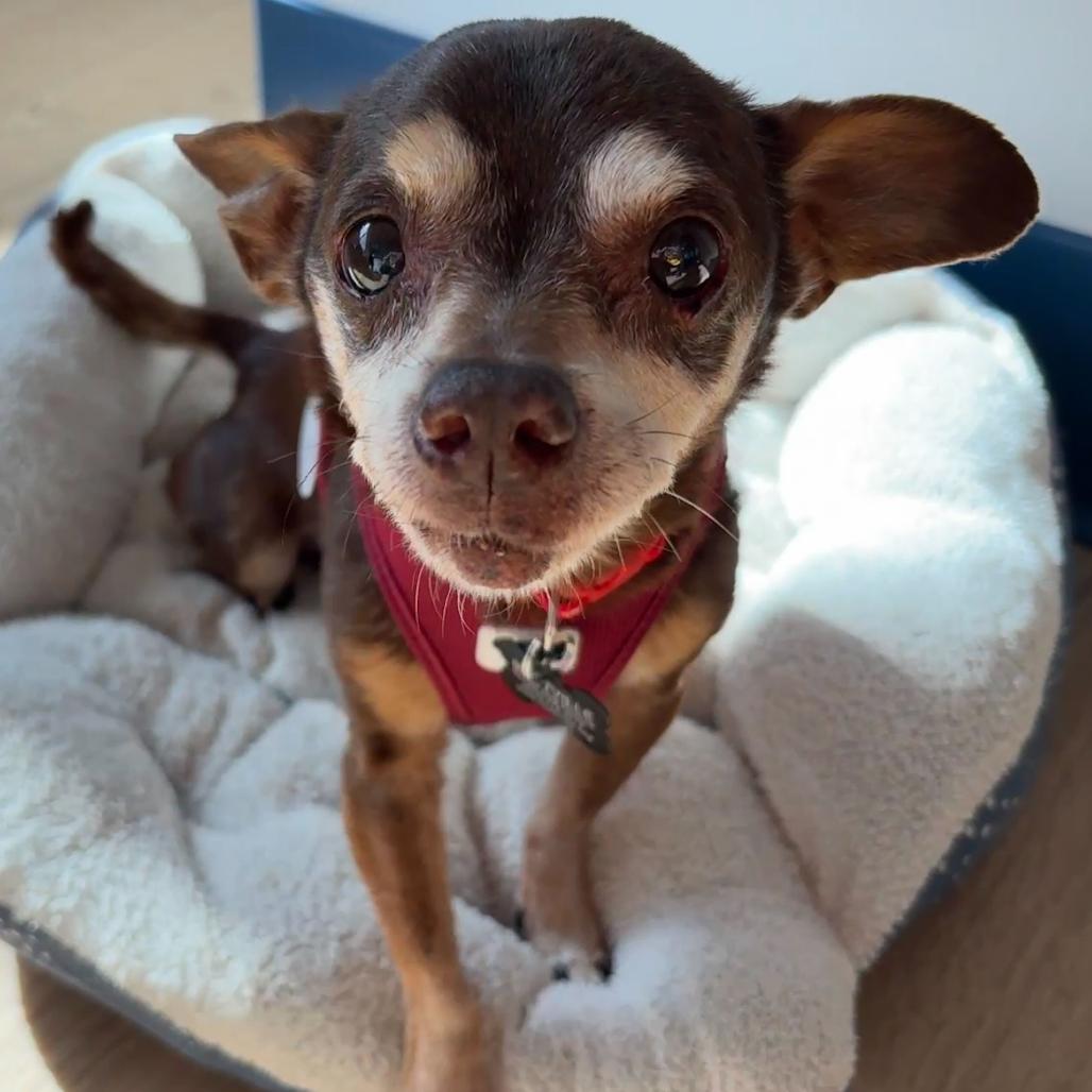 Enlarge Oxalis 14080, a Adoptable Chihuahua in San Francisco, CA image 3/6