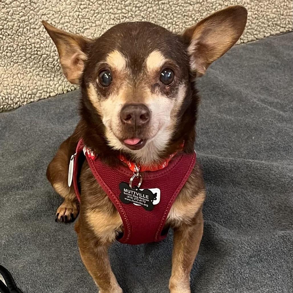 Enlarge Oxalis 14080, a Adoptable Chihuahua in San Francisco, CA image 4/6