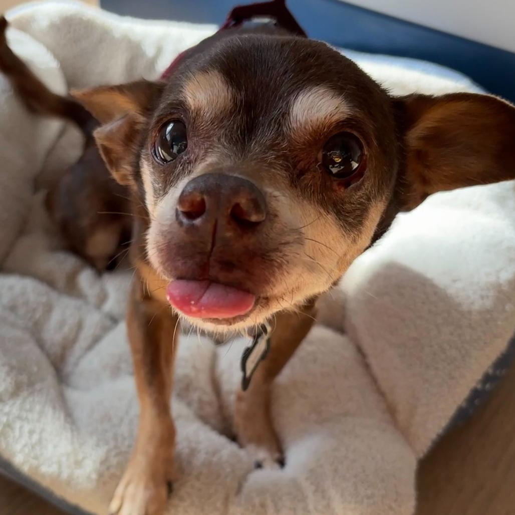 Enlarge Oxalis 14080, a Adoptable Chihuahua in San Francisco, CA image 5/6