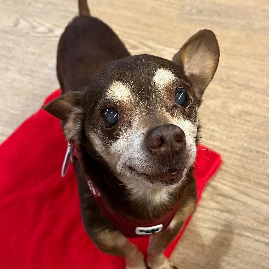 Enlarge Oxalis 14080, a Adoptable Chihuahua in San Francisco, CA image 6/6