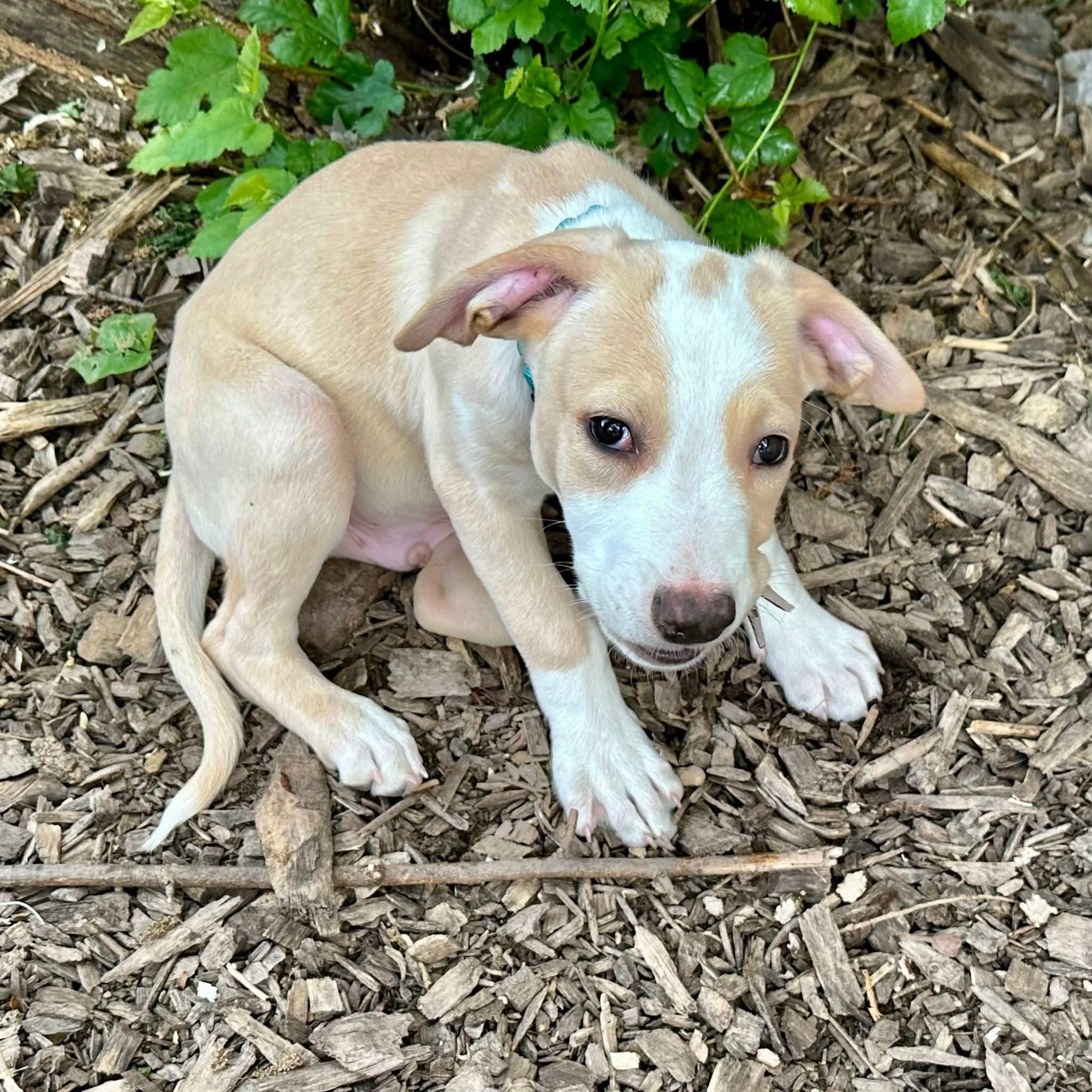 Enlarge WAFFLES   $425, an adoptable mixed breed in Milwaukee, WI image 4/4