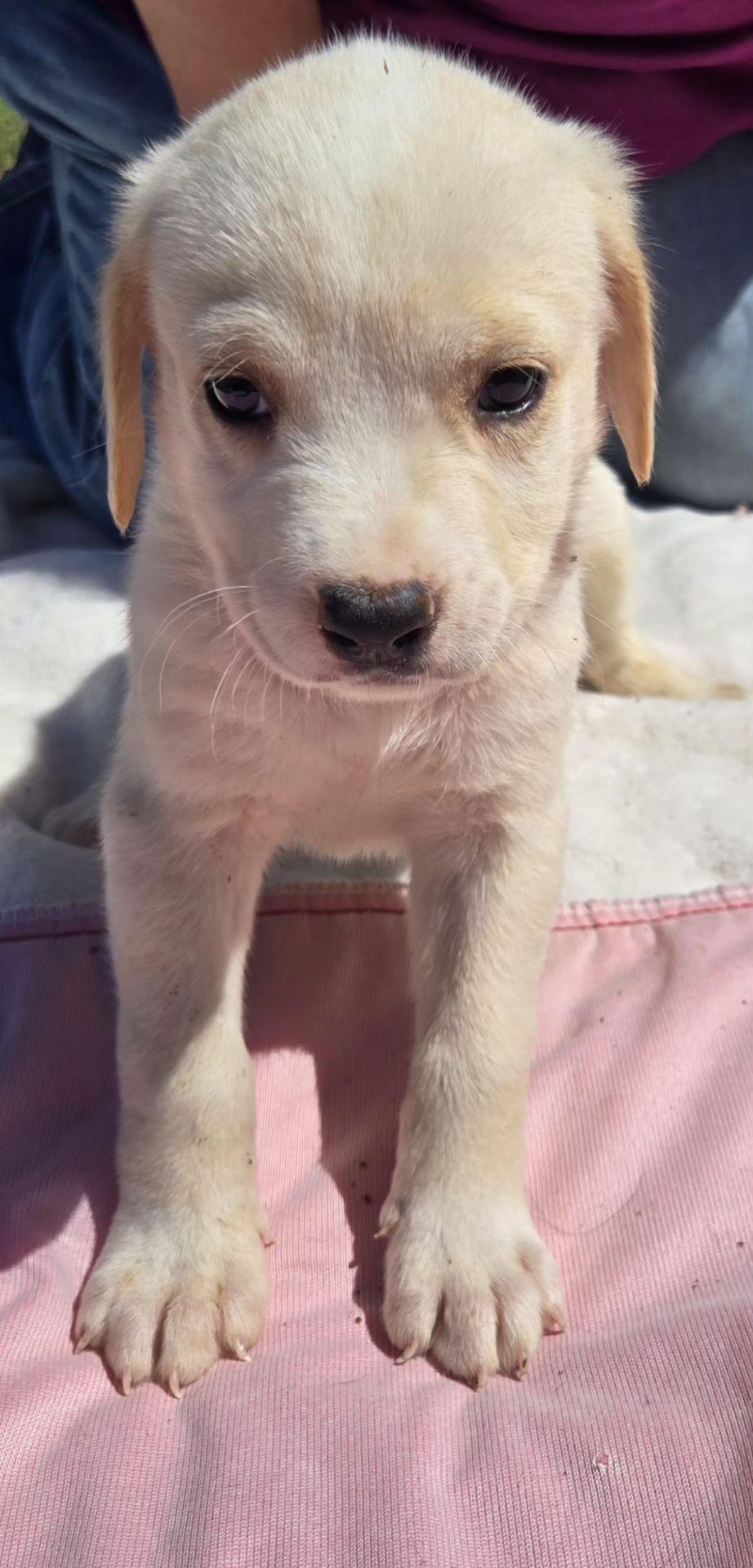 Enlarge WAFFLES   $425, an adoptable mixed breed in Milwaukee, WI image 2/4