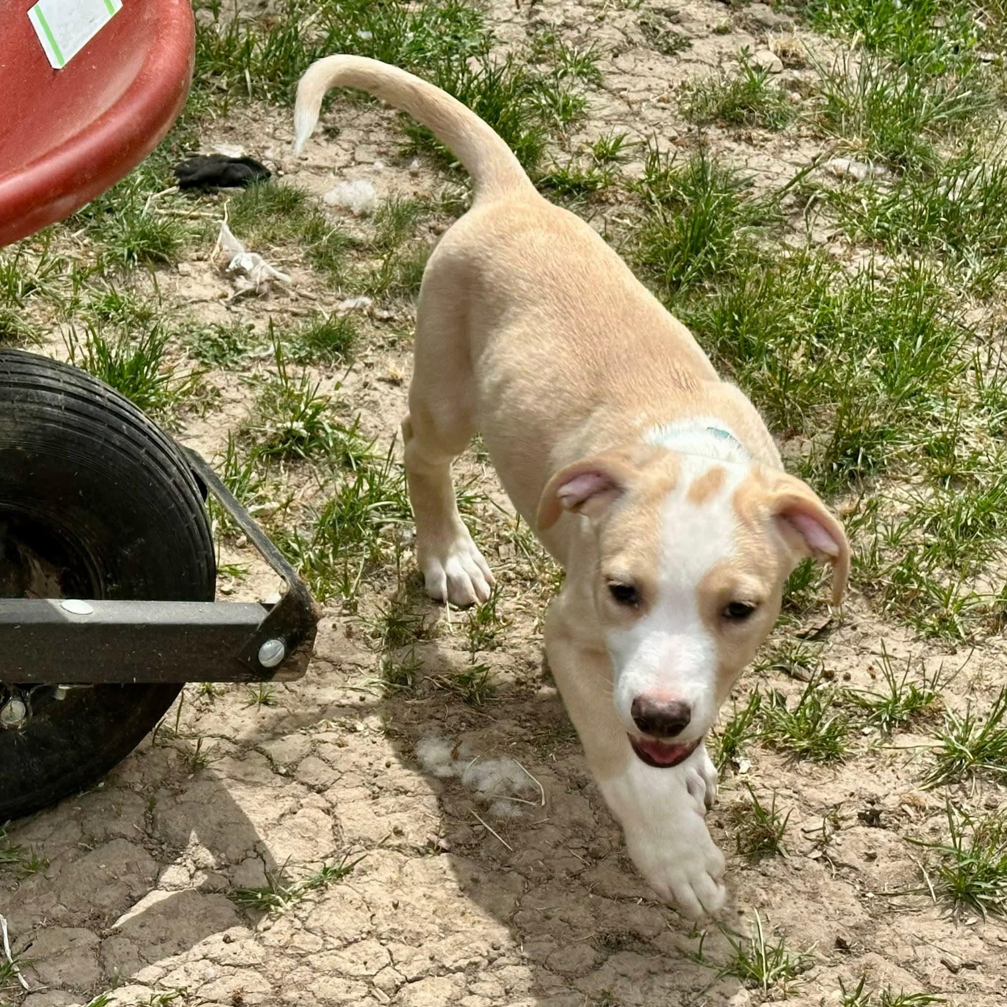 Enlarge WAFFLES   $425, an adoptable mixed breed in Milwaukee, WI image 3/4