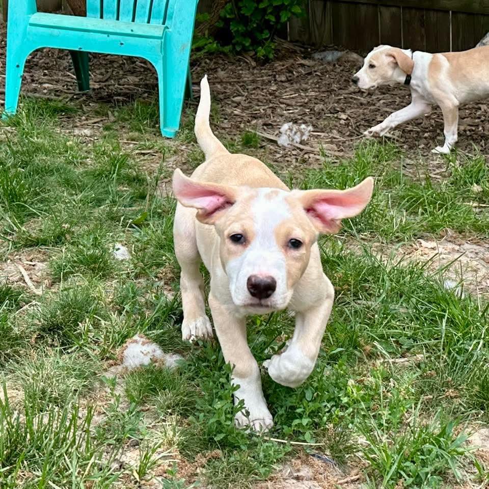 Enlarge WAFFLES   $425, an adoptable mixed breed in Milwaukee, WI image 1/4