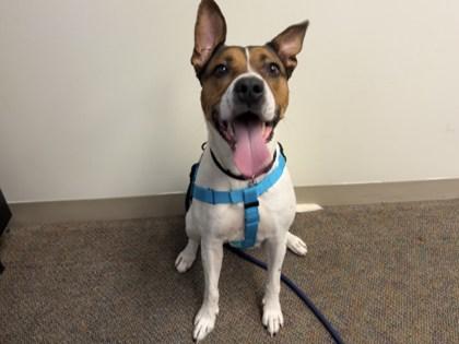 Lyric, Adoptable, Adult Female Pit Bull Terrier & Australian Cattle Dog / Blue Heeler.