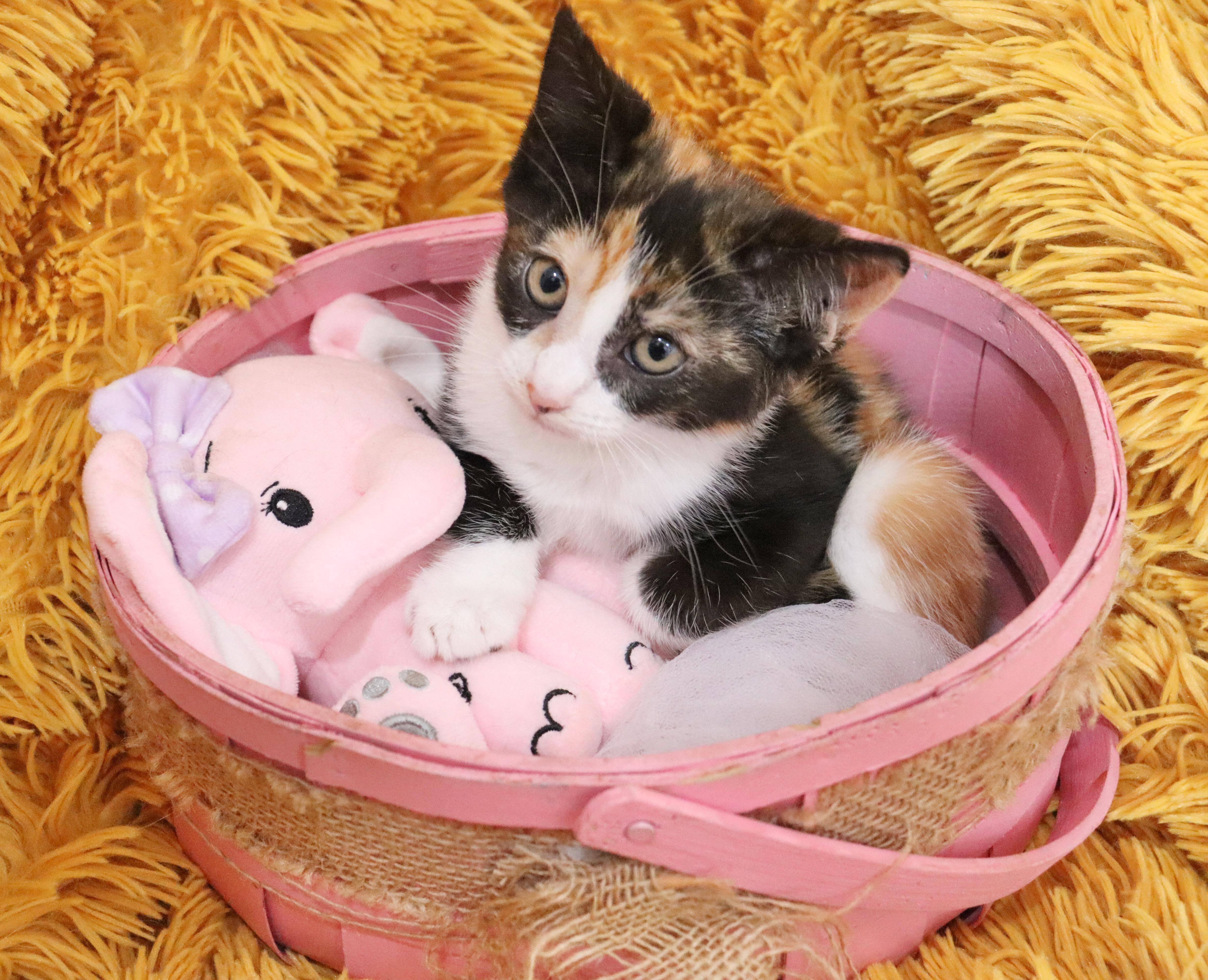 Enlarge Sprinkles, an adopted mixed breed in Saint Augustine, FL image 4/5