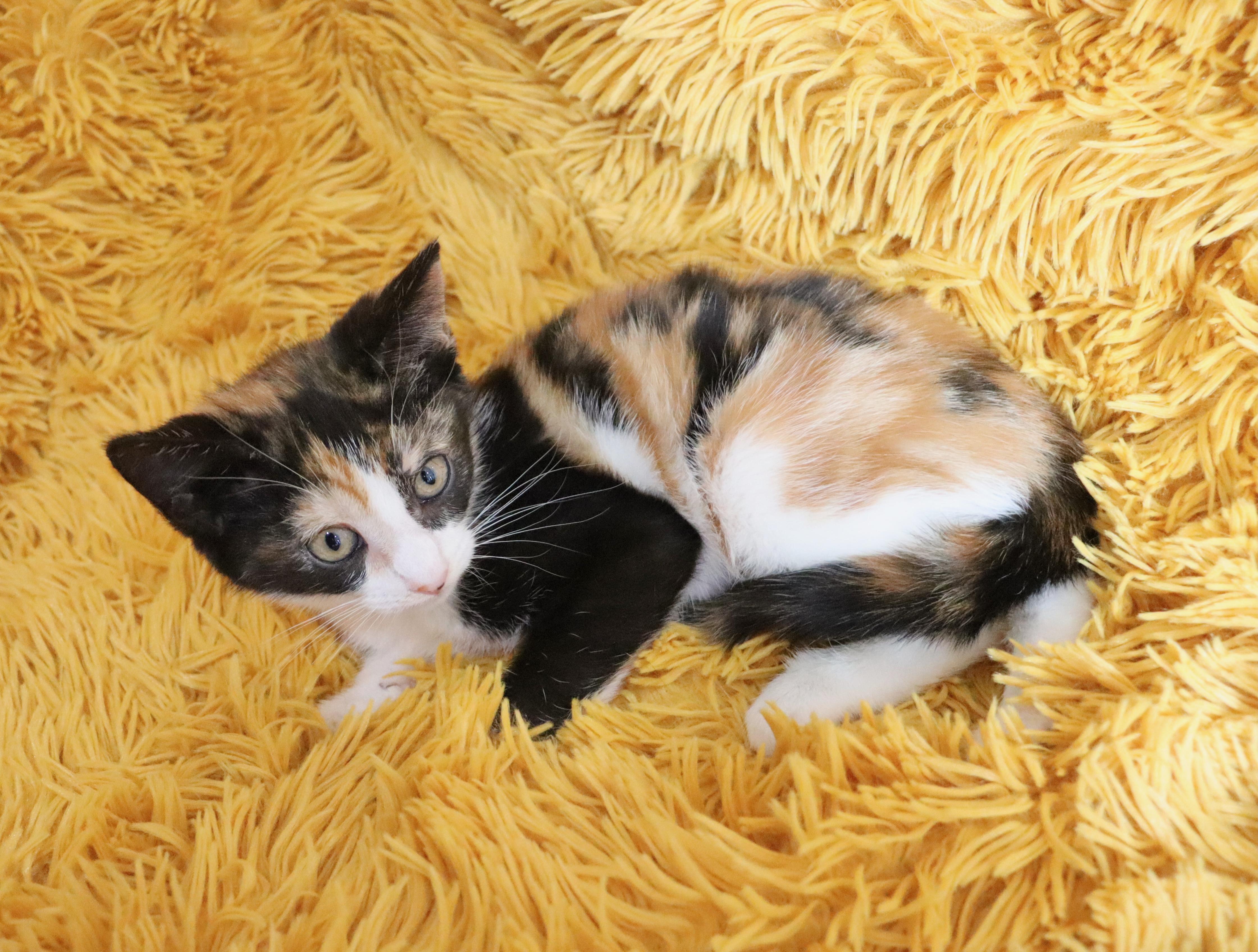 Enlarge Sprinkles, an adopted mixed breed in Saint Augustine, FL image 3/5