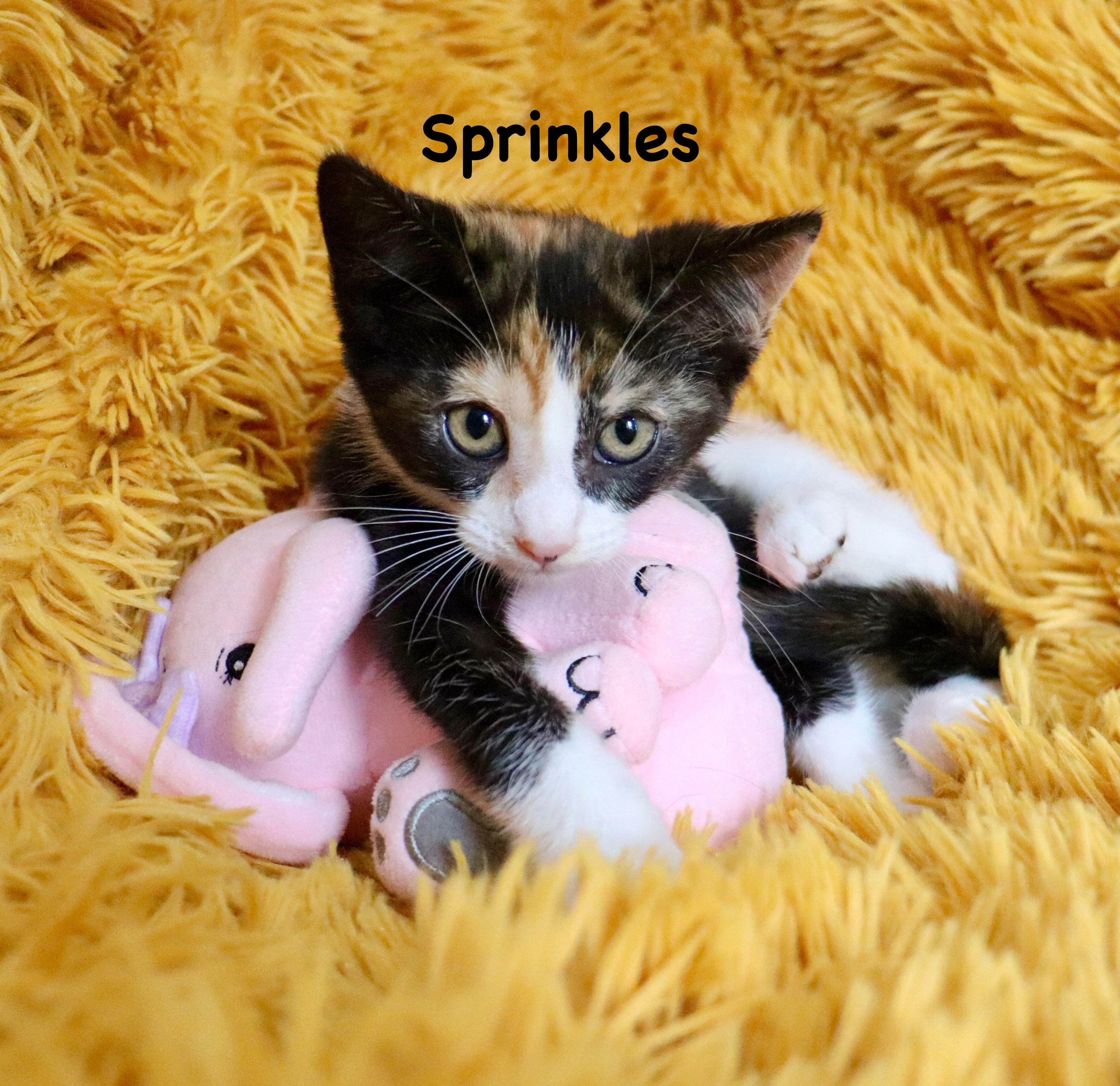 Enlarge Sprinkles, an adopted mixed breed in Saint Augustine, FL image 2/5