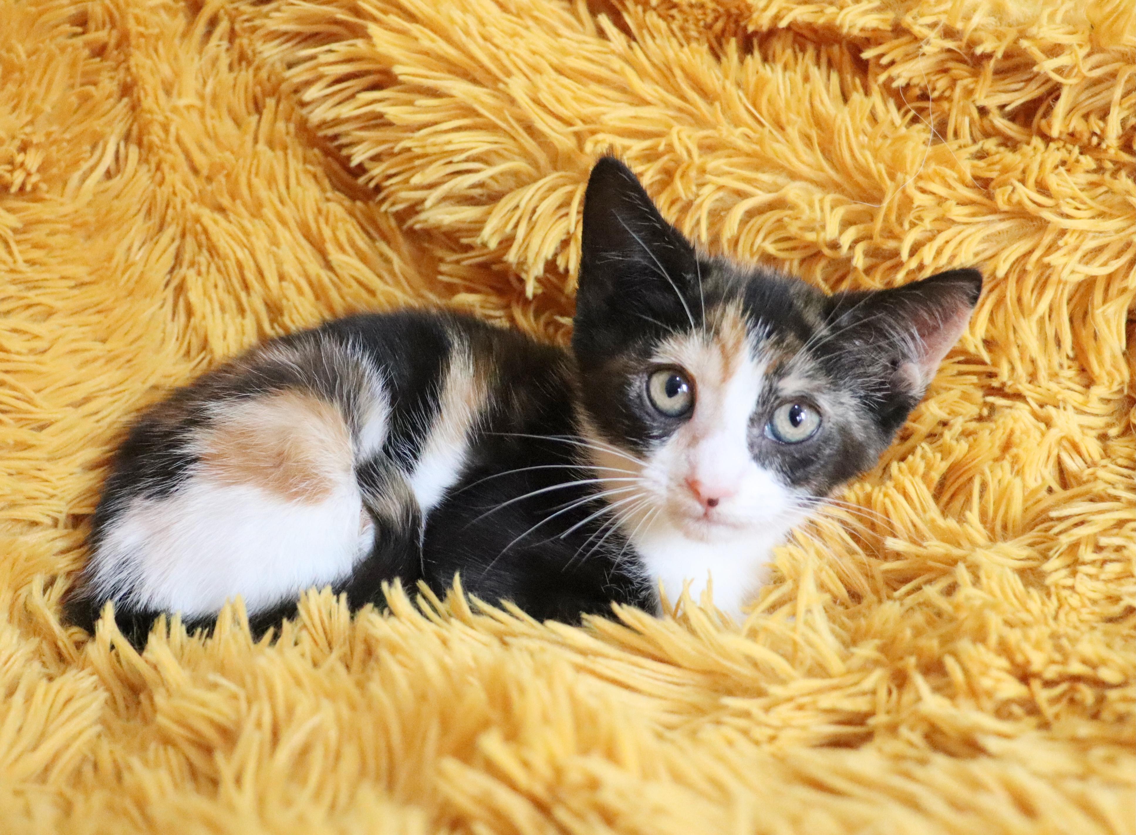 Enlarge Sprinkles, an adopted mixed breed in Saint Augustine, FL image 5/5