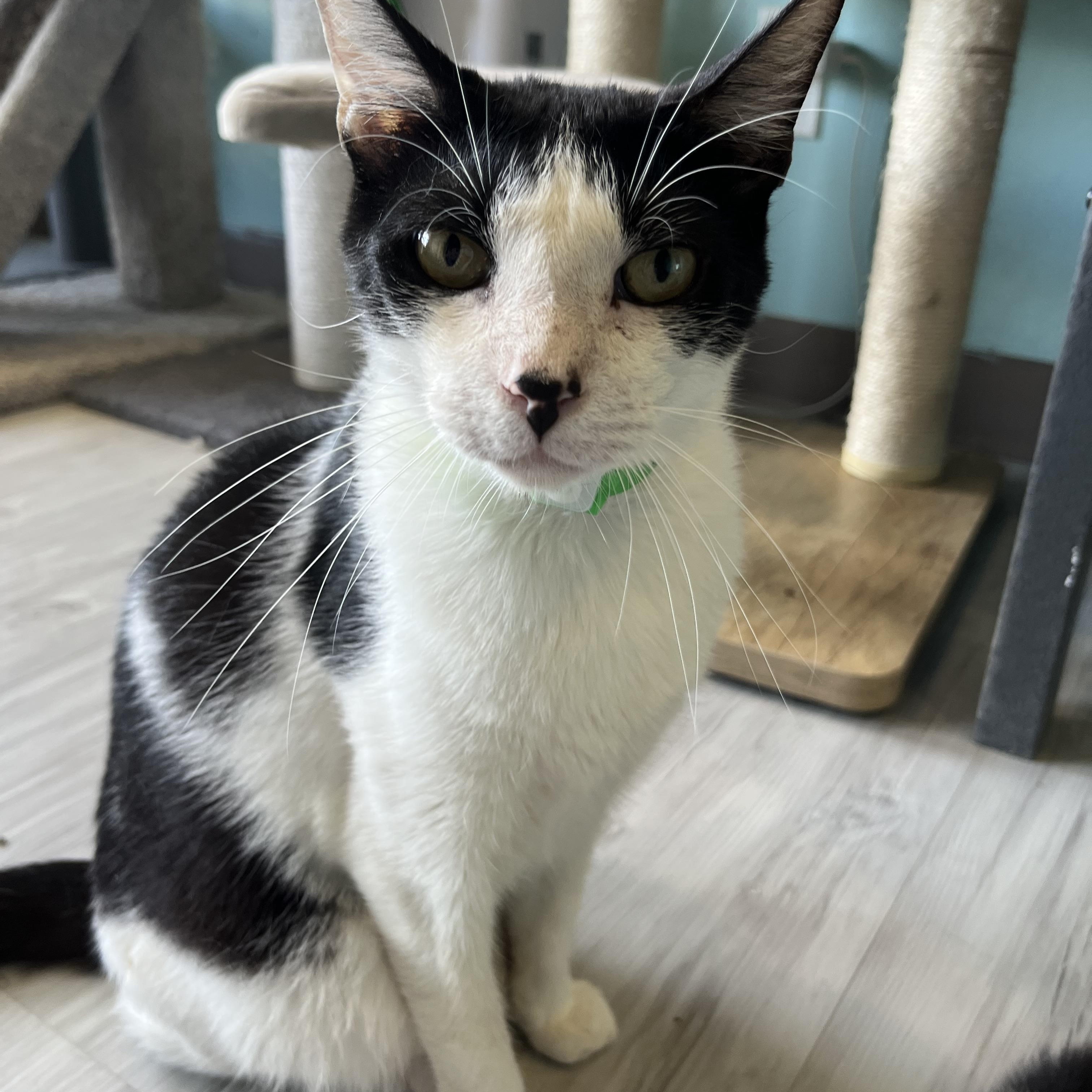 Doc, Adoptable, Young Male Domestic Short Hair.