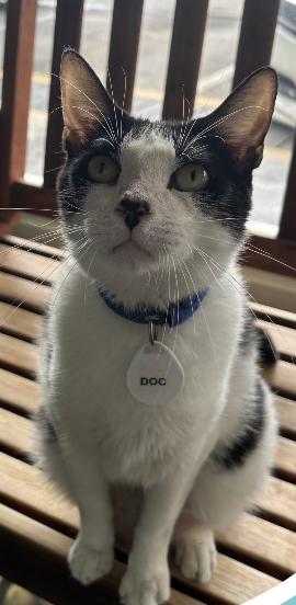 Enlarge Doc, a Adoptable Domestic Short Hair in Aiea, HI image 2/2