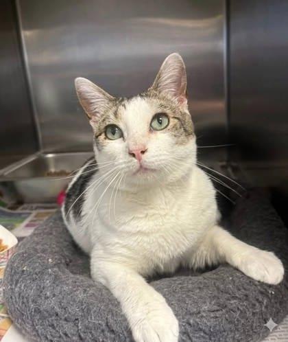 Brady, Adoptable, Adult Male Domestic Short Hair & Domestic Short Hair.