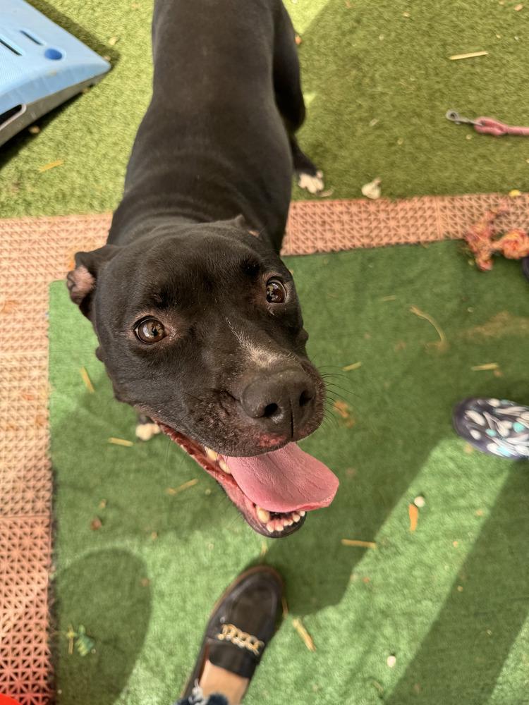 Enlarge Bonnie, a Adopted Mixed Breed in Lakeland, FL image 1/3