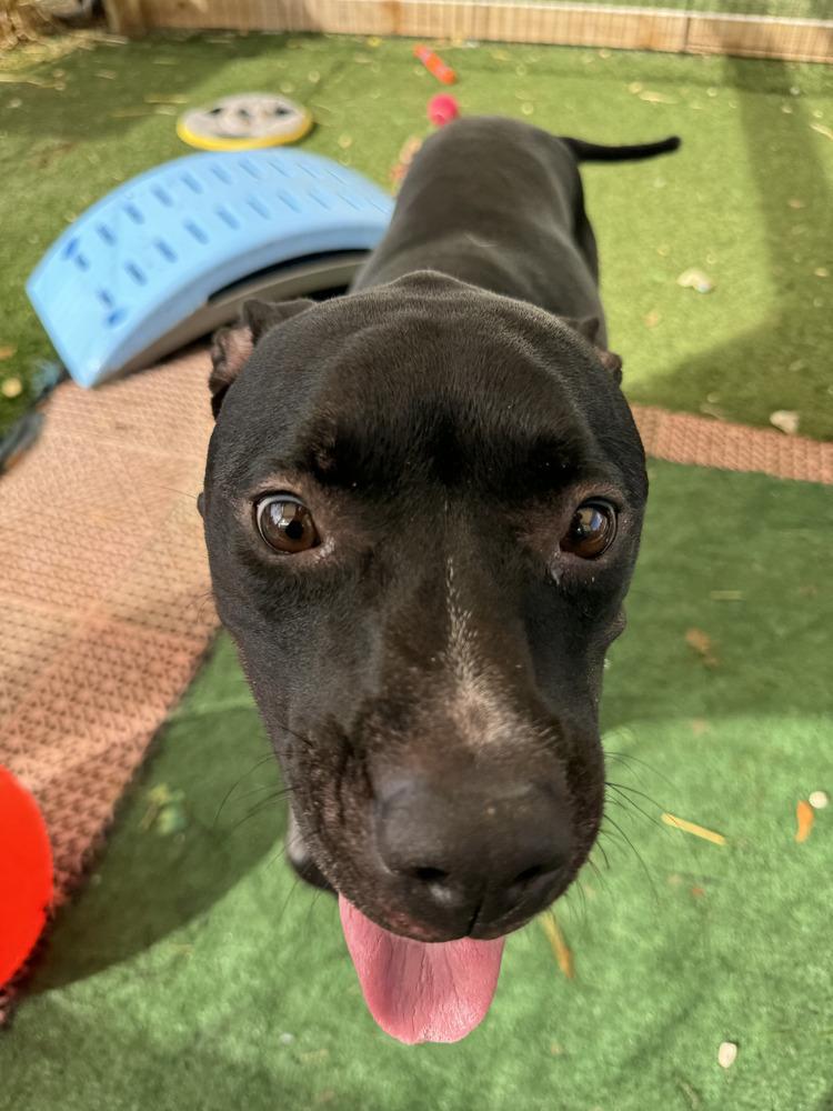 Enlarge Bonnie, a Adopted Mixed Breed in Lakeland, FL image 2/3