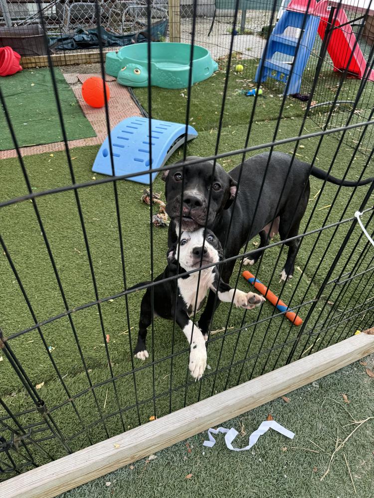 Enlarge Bonnie, a Adopted Mixed Breed in Lakeland, FL image 3/3