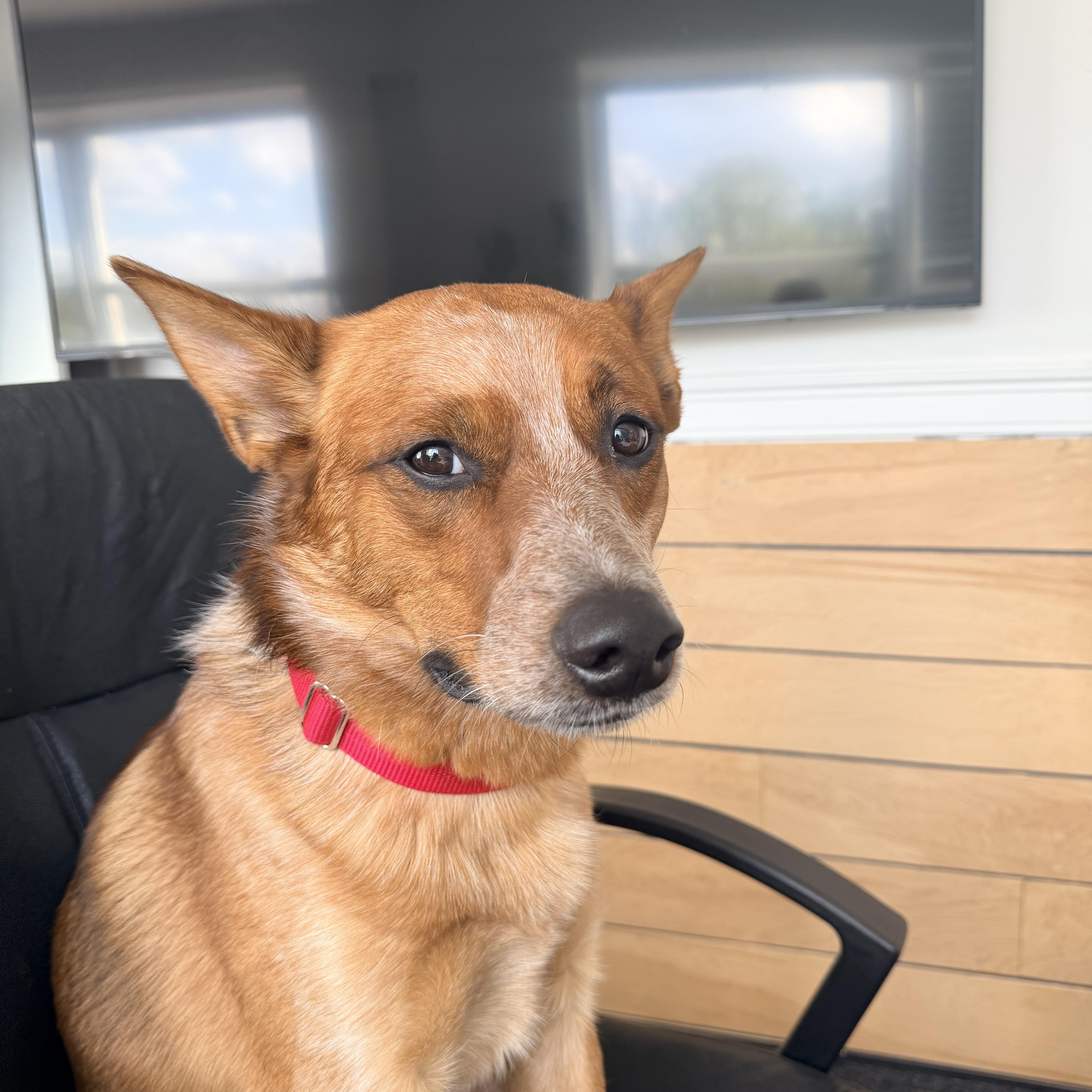 Jack, an adopted Cattle Dog in Weston, MA image 3/5