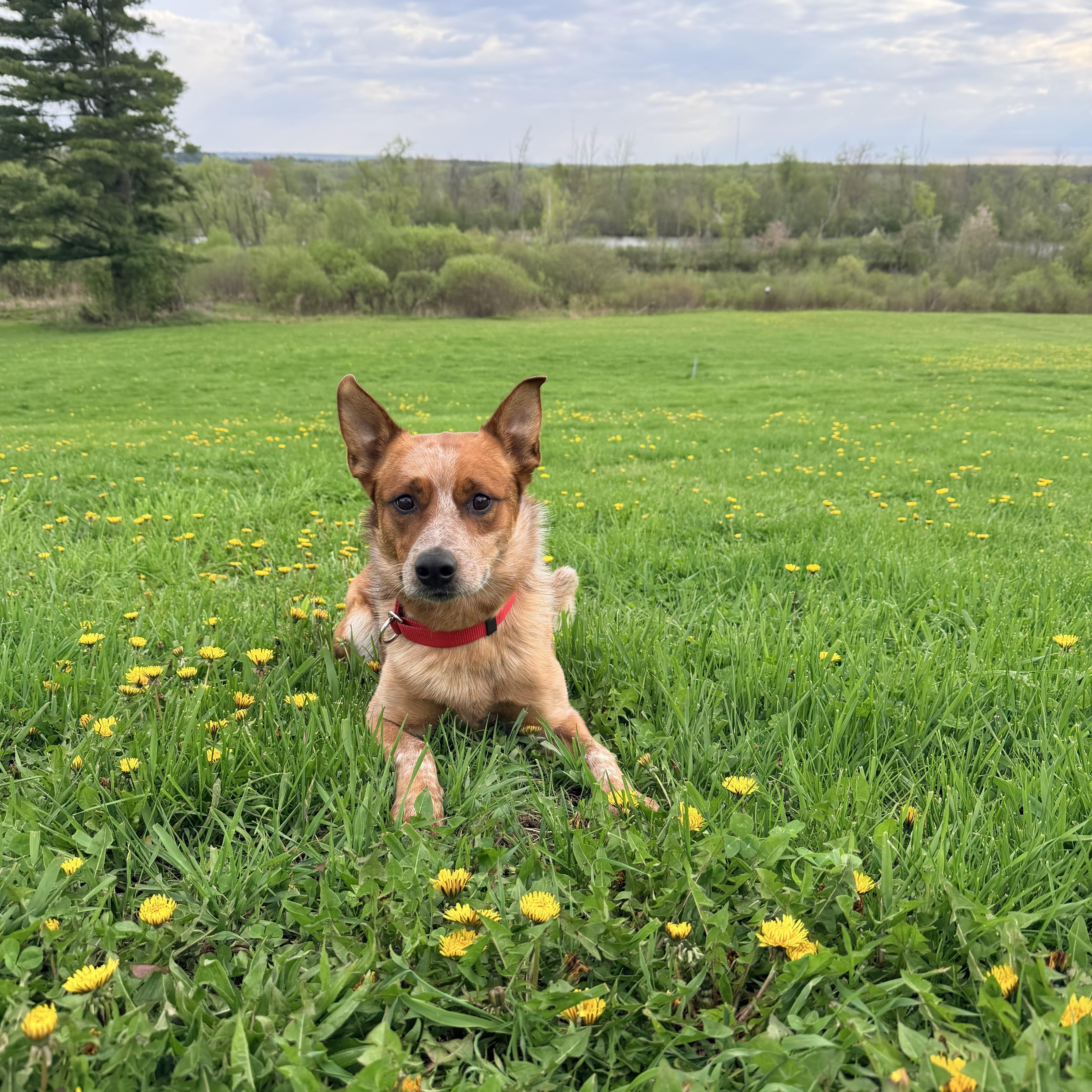 Jack, an adopted Cattle Dog in Weston, MA image 1/5