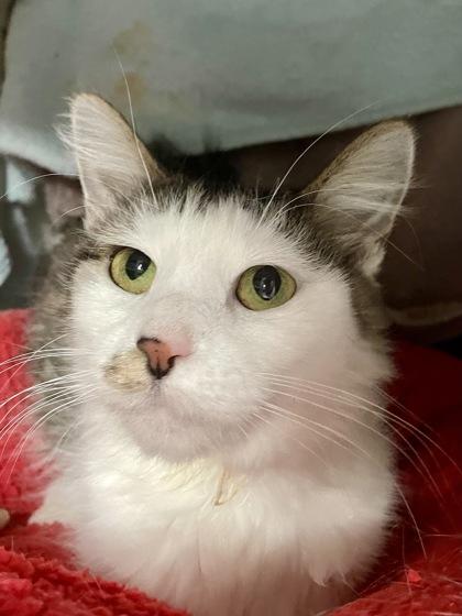 Enlarge Simone, a Adoptable mixed breed in Madison, WI image 1/3