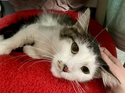 Enlarge Simone, a Adoptable mixed breed in Madison, WI image 2/3