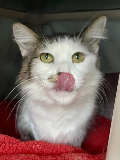 Enlarge Simone, a Adoptable mixed breed in Madison, WI image 3/3