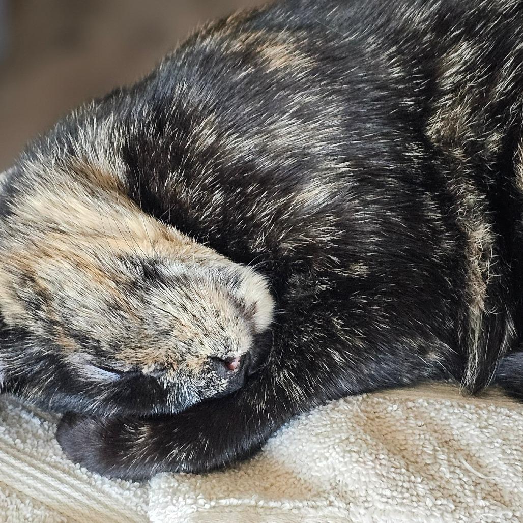 Sugar, Adoptable, Young Female Domestic Short Hair.