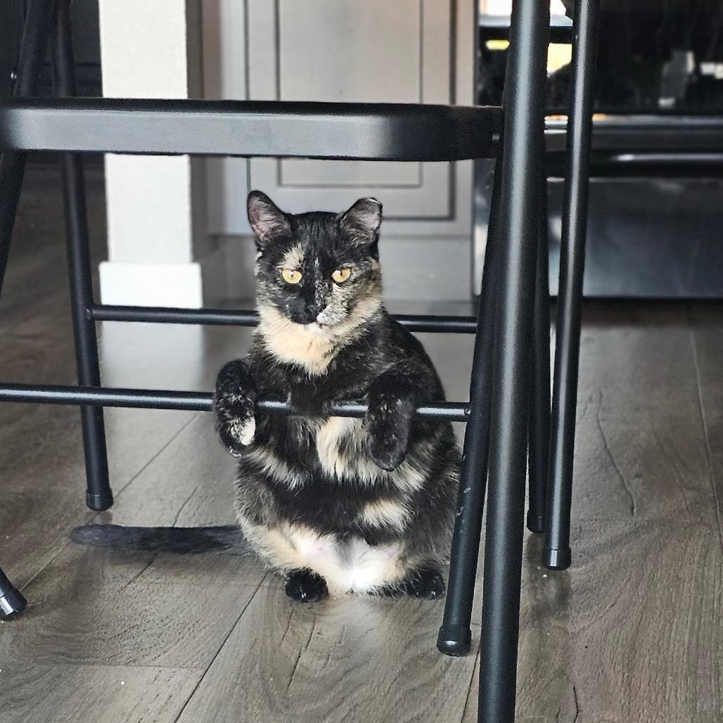 Enlarge Sugar, a Adoptable Domestic Short Hair in Sioux Falls, SD image 2/6