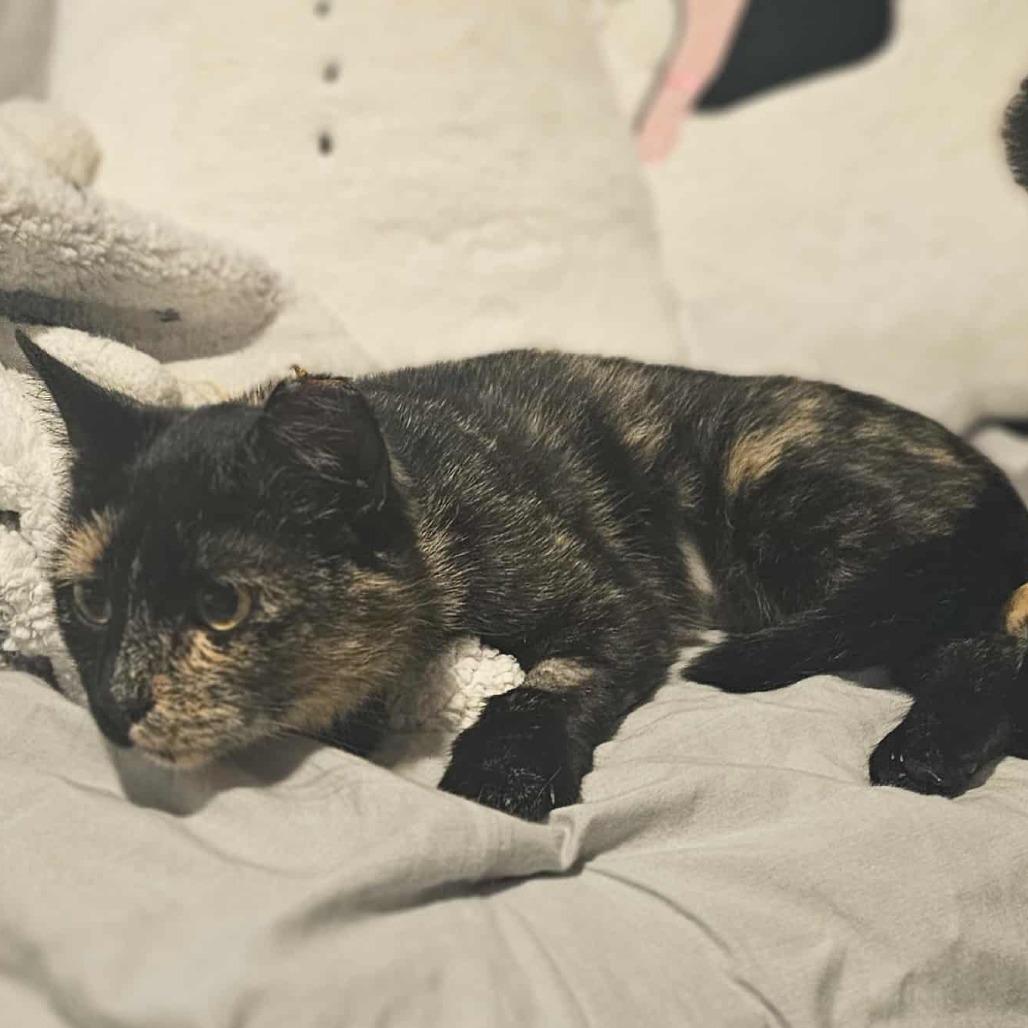 Enlarge Sugar, a Adoptable Domestic Short Hair in Sioux Falls, SD image 1/1