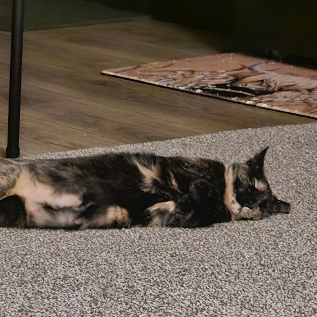 Sugar — thumbnail 4