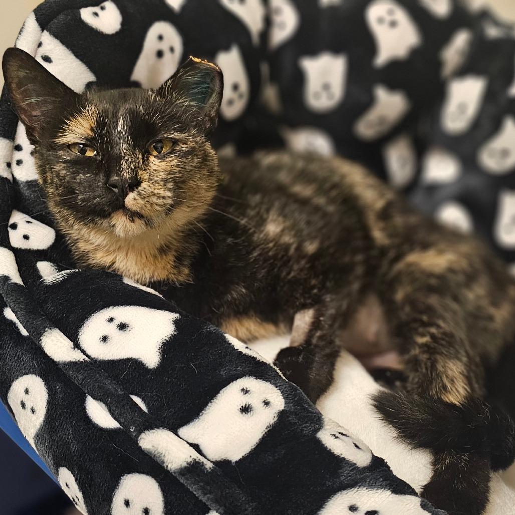 Enlarge Sugar, a Adoptable Domestic Short Hair in Sioux Falls, SD image 5/6