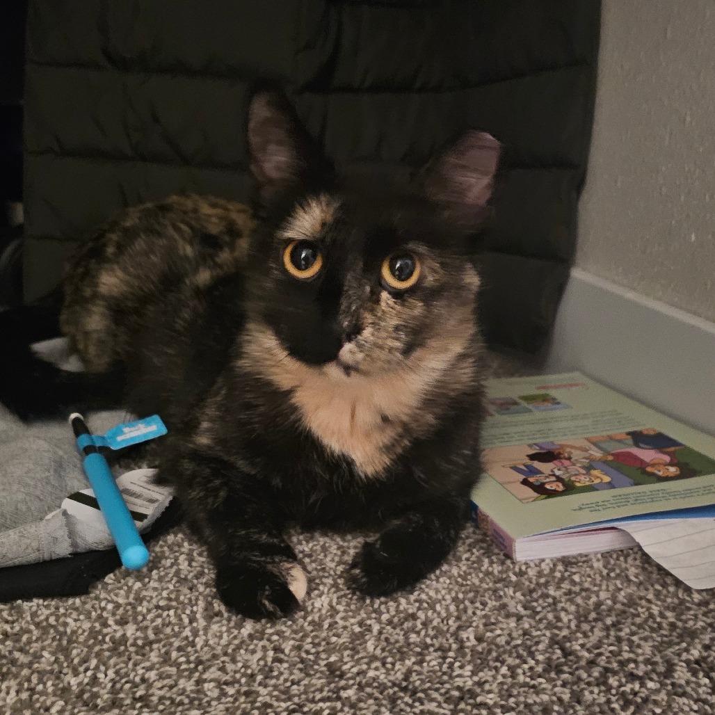 Sugar — thumbnail 6