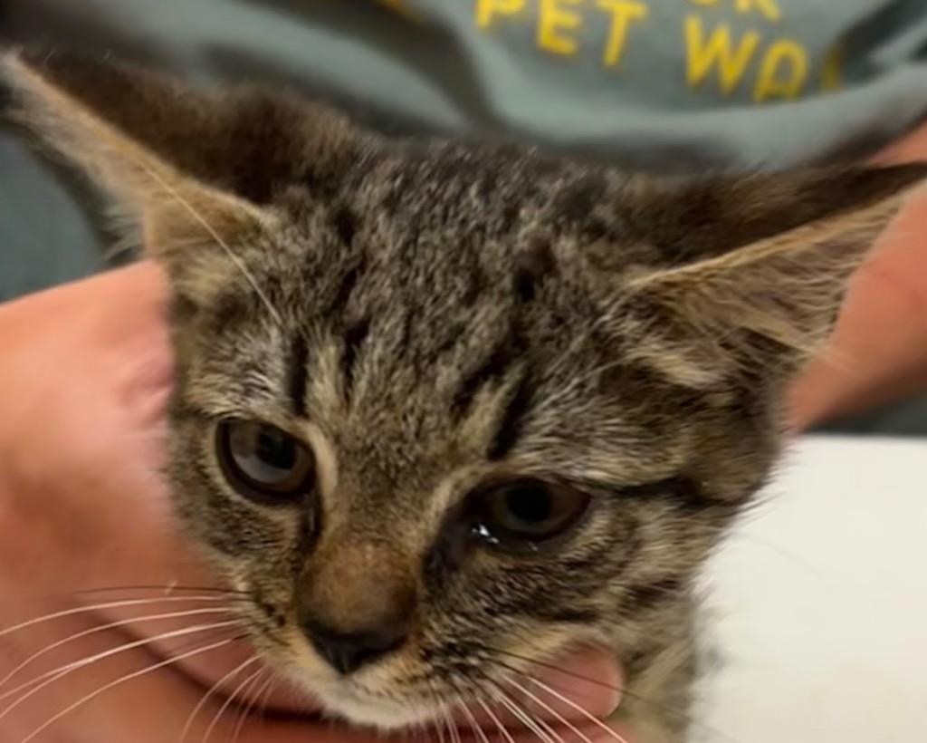 ANDY, Adoptable, Young Male Domestic Short Hair.