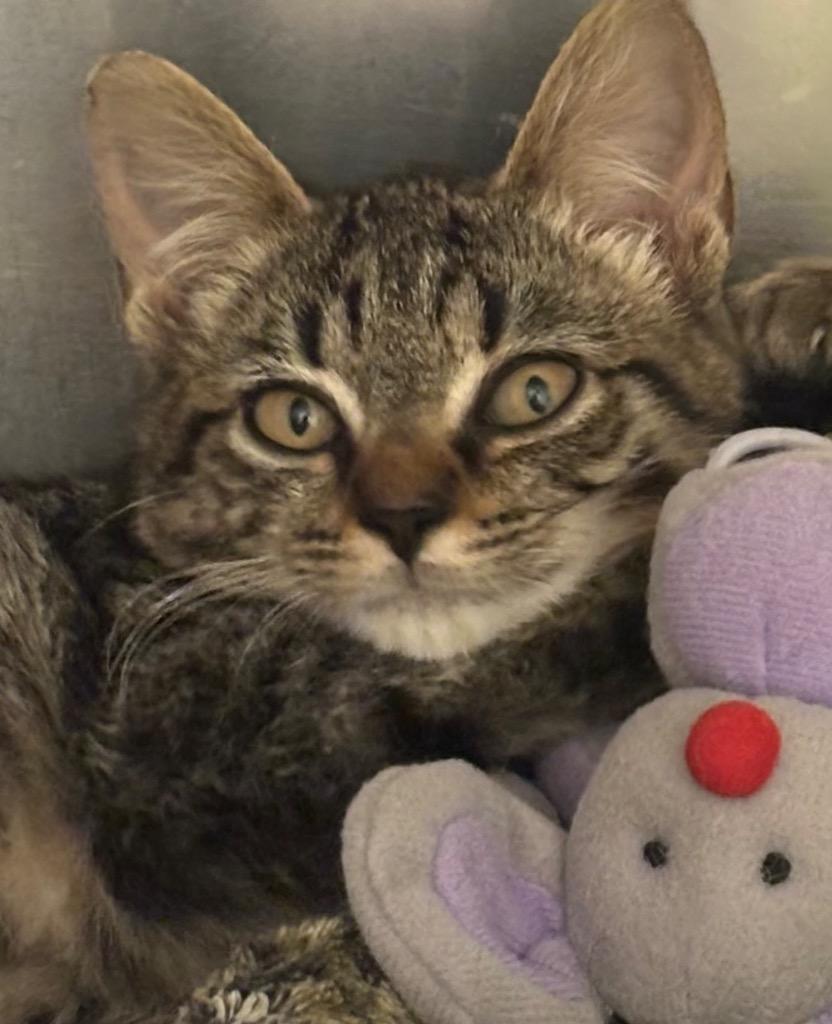 ANDY, Adoptable, Young Male Domestic Short Hair.