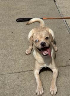 FUNSHINE BEAR, Adoptable, Young Male Beagle & French Bulldog.