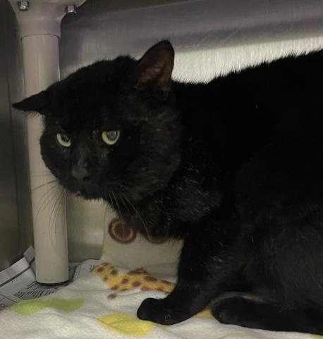 BOB-CAT, Adoptable, Adult Male Domestic Short Hair.