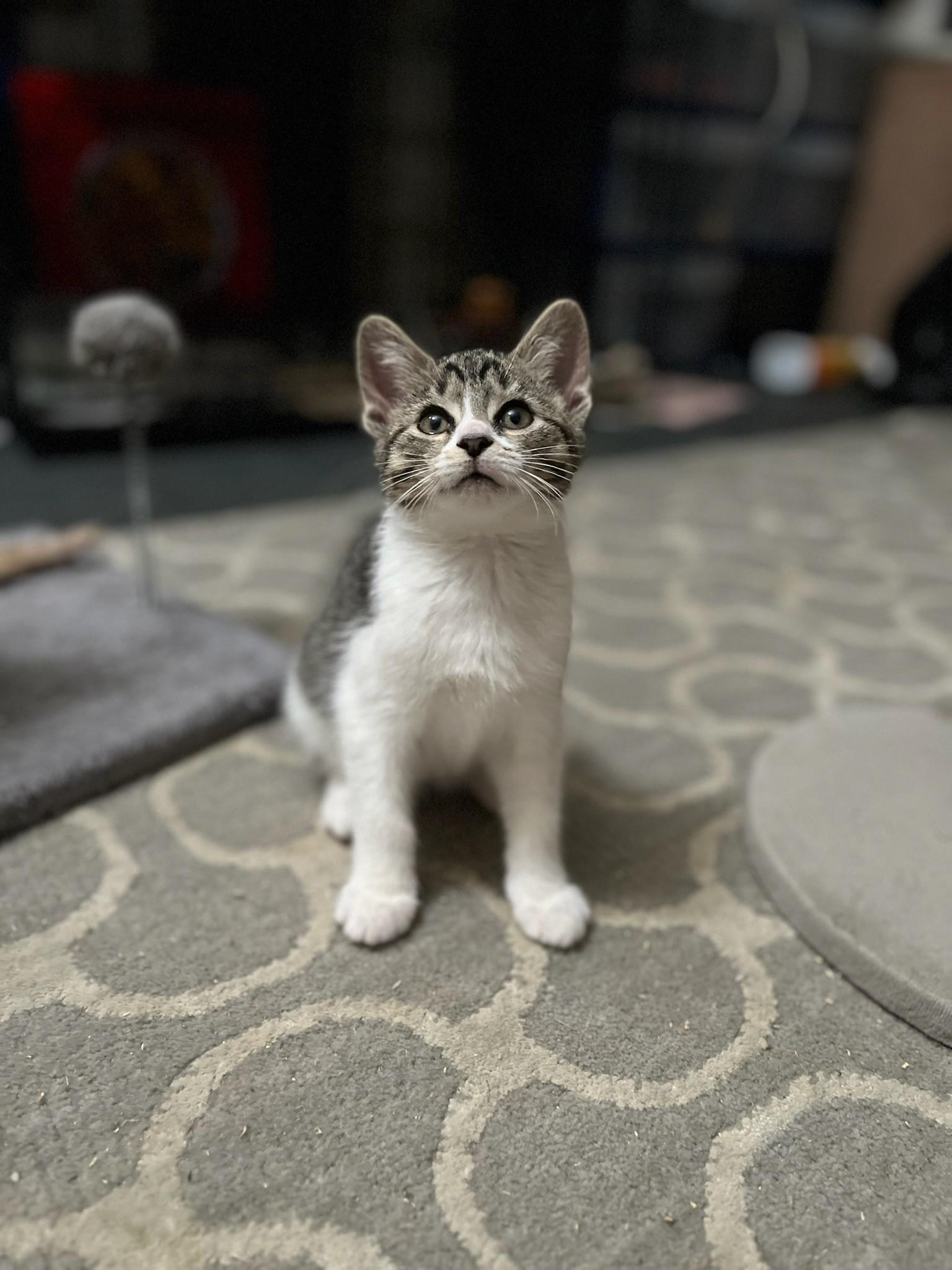 Enlarge Helen, a ADOPTABLE Domestic Short Hair in Altoona, PA image 1/1