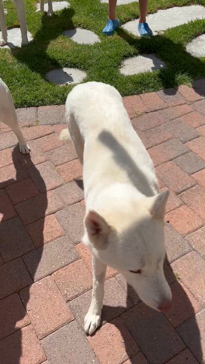 Enlarge Jett, a Adoptable mixed breed in Torrance, CA video 2/4