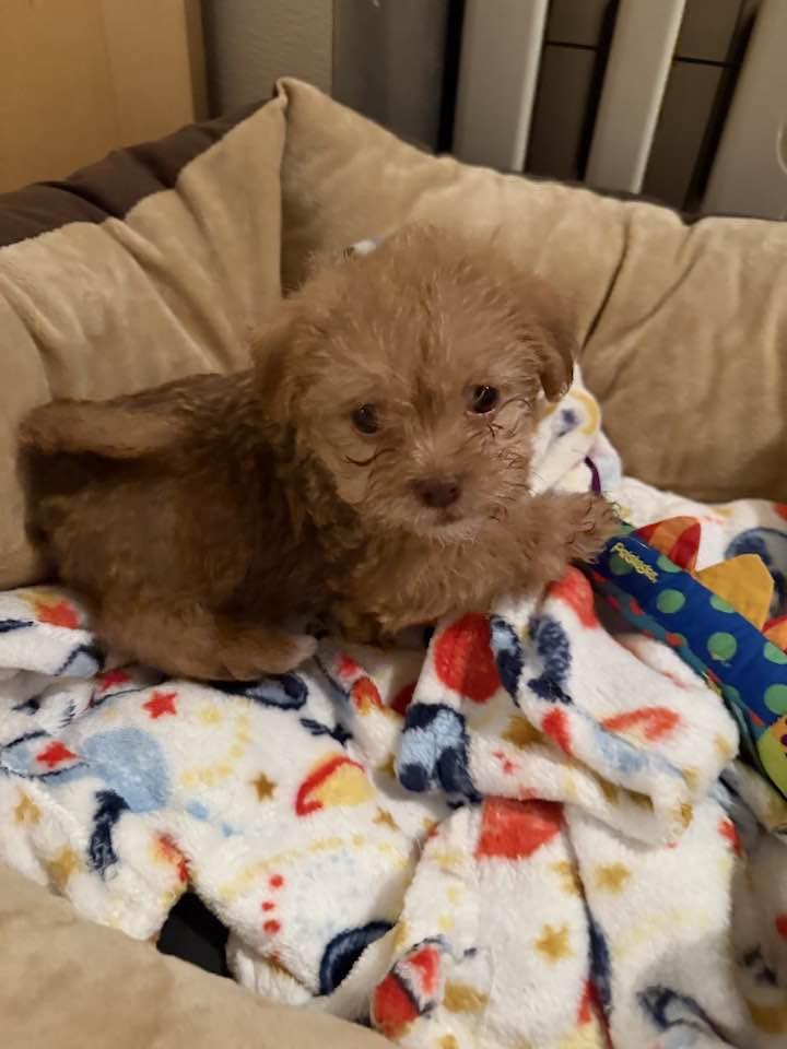 Spaghetti, Adoptable, Puppy Female Border Terrier & Petit Basset Griffon Vendeen.