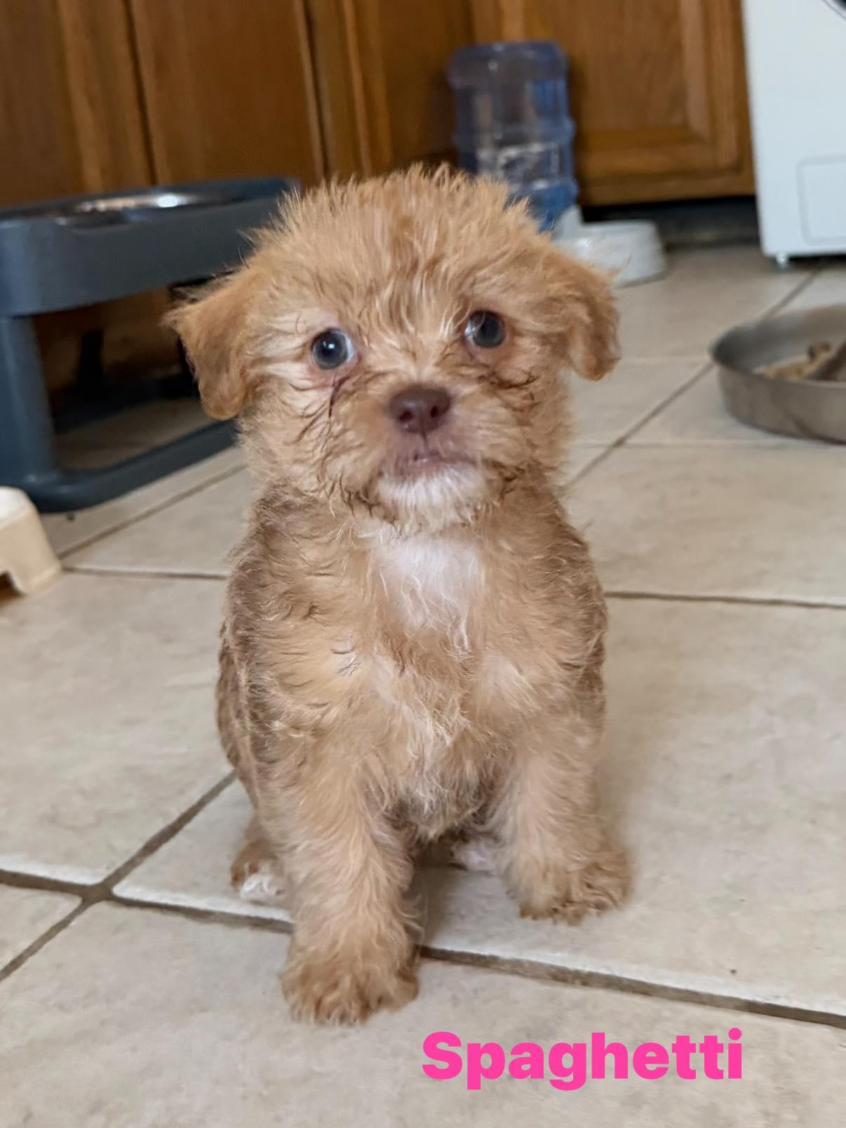 Enlarge Spaghetti, a Adoptable mixed breed in Phoenix, AZ image 2/3