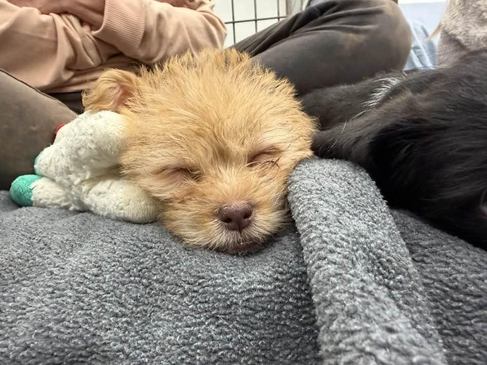 Enlarge Spaghetti, a Adoptable mixed breed in Phoenix, AZ image 3/3