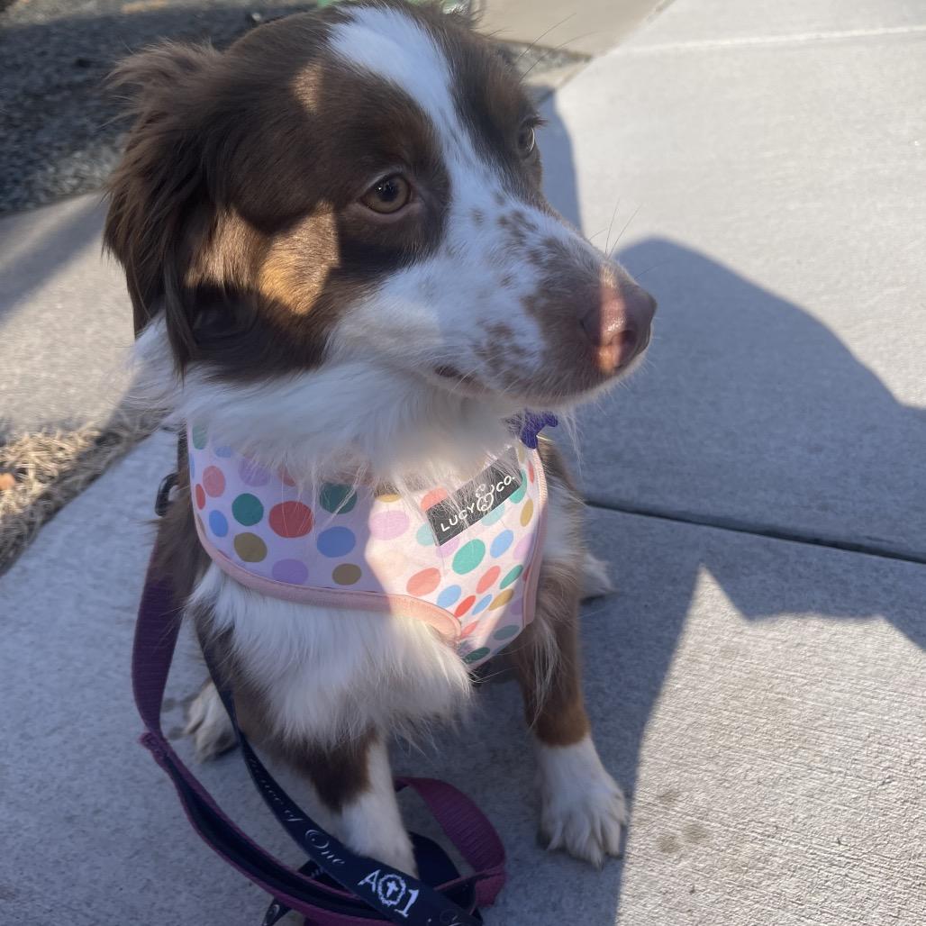 Capp, Adoptable, Adult Female Australian Shepherd.