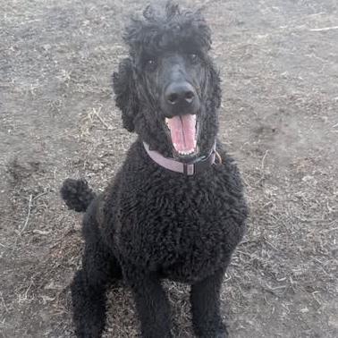 Thatcher, ADOPTABLE, Adult Male Standard Poodle.
