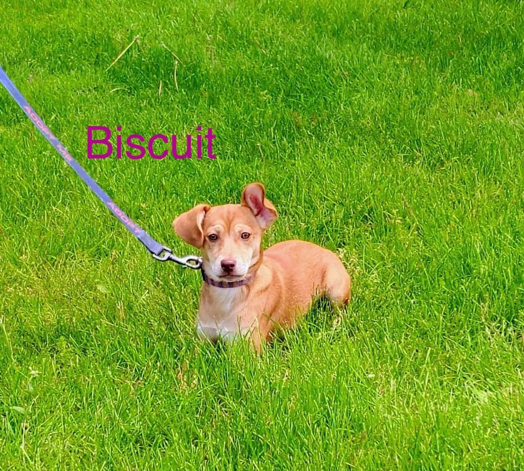 Biscuit, Adopted, Puppy Female Terrier.