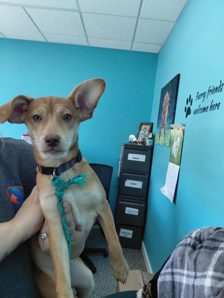 Biscuit, a Adopted Terrier in Kendallville, IN image 2/3