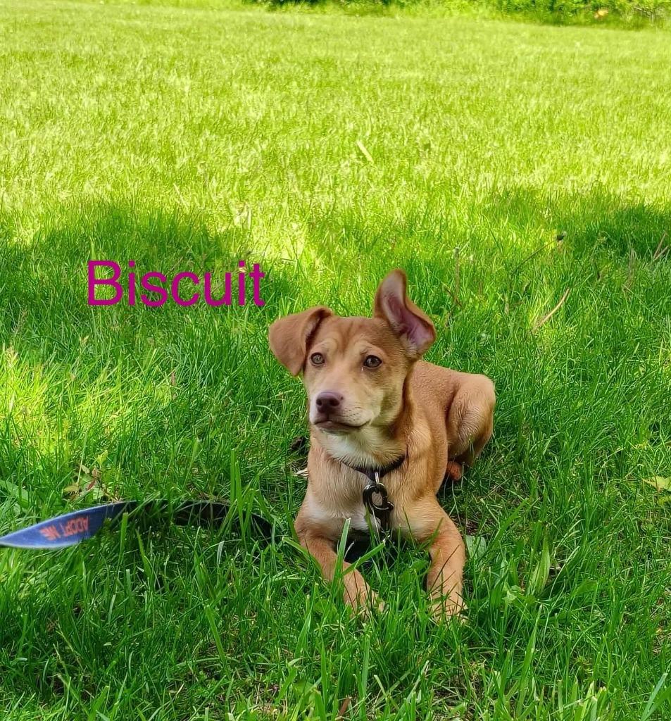 Biscuit, a Adopted Terrier in Kendallville, IN image 3/3