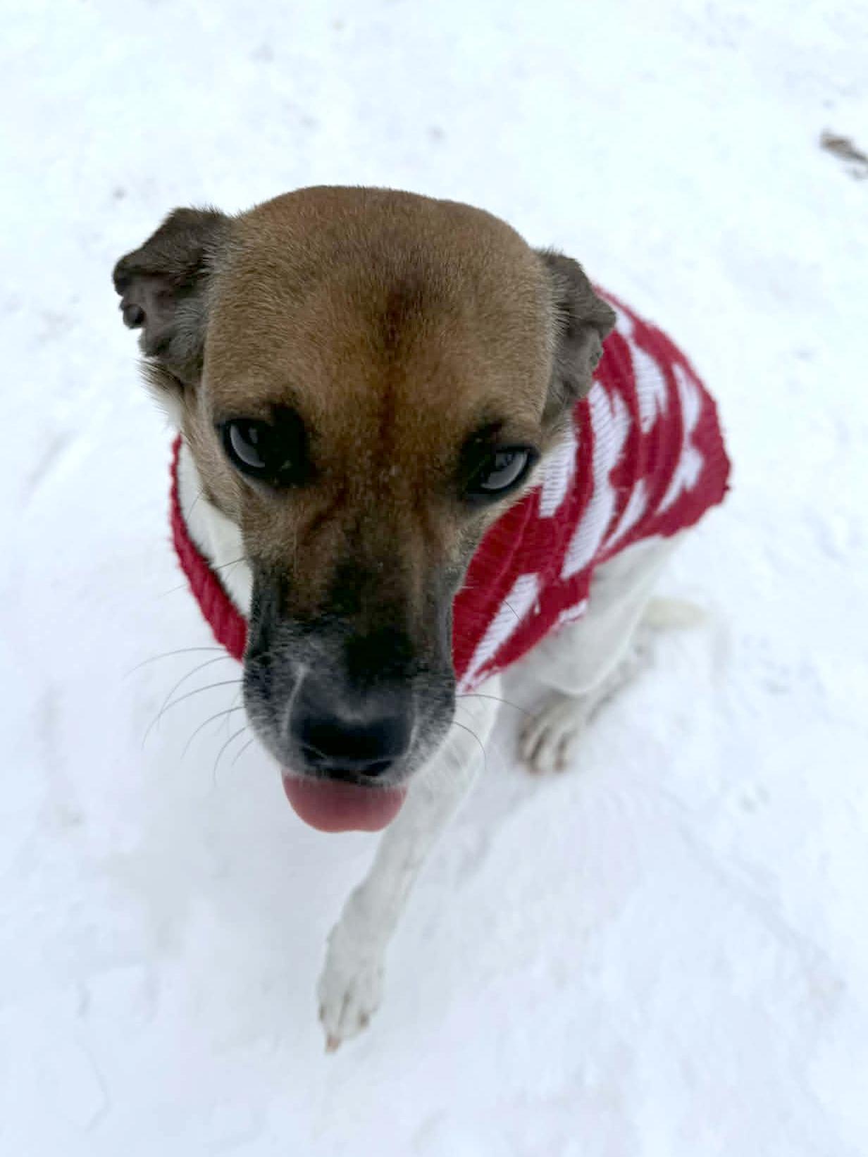 Daisy, an adopted mixed breed in Onalaska, WI image 1/6