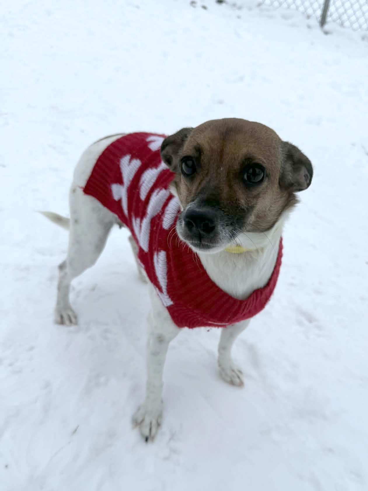 Daisy, an adopted mixed breed in Onalaska, WI image 2/6