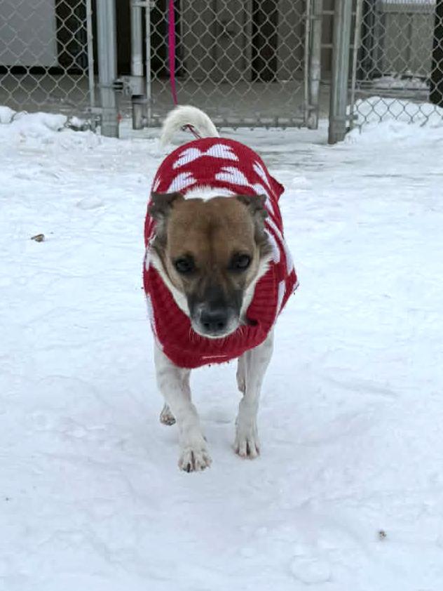 Daisy, an adopted mixed breed in Onalaska, WI image 3/6